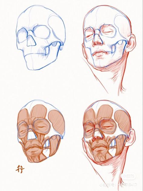 Head Muscles Anatomy Drawings, Head Construction Anatomy, Head Anatomy Sketch, Face Muscles Anatomy Drawings, Anatomy Head Drawing, Facial Anatomy Drawing, Head Anatomy Study, Face Anatomy Study, Head Structure Drawing