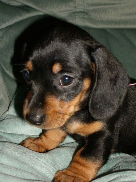 Daschund Puppies, Tan Dachshund, Dachshund Breed, Black And Tan Dachshund, Baby Dachshund, Dachshund Funny, Dachshund Puppies For Sale, Dachshund Puppy Miniature, Weenie Dogs