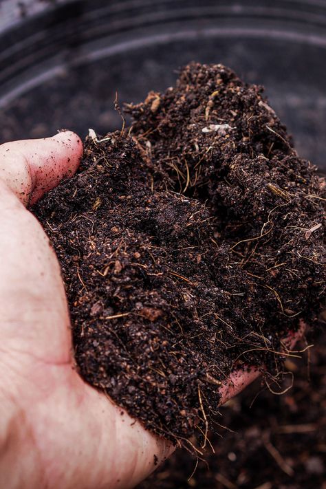 Homemade Compost Bin, Curry Leaf Plant, Glass Gem Corn, Chicken Manure, Bonsai Soil, Growing Cucumbers, Top Soil, All Vegetables, Planting Vegetables