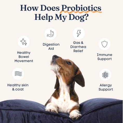 💡 Probiotic supplements help regulate bad bacteria and encourage good bacteria in a dog's gut, and can be given to maintain a "desirable intestinal microbial balance" according to the Merck Veterinary Manual. 👉️ Health benefits may include relieving gastrointestinal upset, promoting healthy bowel movements, digestion, skin & coat health, immune function, and allergy support. Dog Vet, Pet Store Design, Pet Advertising, Dog Probiotics, Pet Vitamins, Pet Branding, Dog Wellness, Pet Supplements, Dog Branding