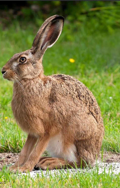 Hare Pictures, Hare Photography, Rabbit Photos, Arte Doodle, Wild Rabbit, Jack Rabbit, Interesting Animals, Science And Nature, Black Bird