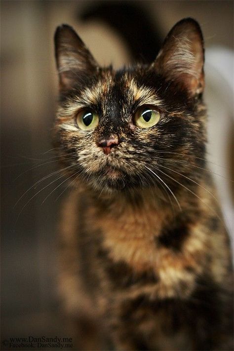 Tortie Shell Suit, Tortoise Shell Cat, Söt Katt, Calico Cat, Domestic Cat, Cute Cats And Kittens, Warrior Cats, Pretty Cats, Beautiful Cats