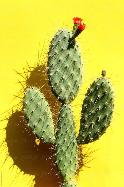 Sunny image of opuntia cactus plant on yellow background. Studio shot. Cacti Aesthetic, Cactus Photos, Cactus Flower Painting, Sunny Images, Cactus Fashion, Cactus Photo, Opuntia Cactus, Cactus Paintings, Christmas Wallpaper Iphone Cute