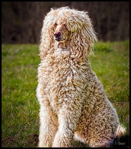 Poodle with long hair. Poodle Haircut Styles, Anjing Poodle, Poodle Hair, Poodle Haircut, Shaggy Dog, Poodle Cuts, Tea Cup Poodle, Poodle Grooming, French Poodles