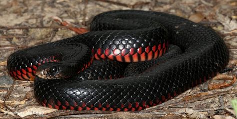 Red-Bellied Black Snake Red Belly Black Snake, Utsuri Koi, Red Snakes, Crowntail Betta Fish, Black Snake Tattoo, Red And Black Snake, Ashtar Command, Snake Images, Danger Noodles