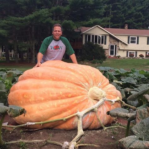 Growing Giant Pumpkins. Information on growing, seeds, records, photos and soil. Lets talk about Giant Pumpkins Planting Pumpkin Seeds, Giant Vegetable, Pumpkin Vegetable, Planting Pumpkins, Large Pumpkins, Giant Pumpkin, Growing Pumpkins, Happy Farm, Compost Tea