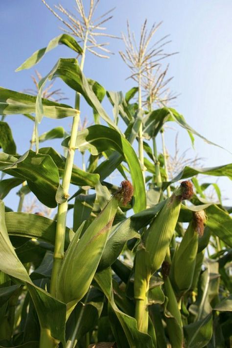 Farming Land, Corn Painting, Corn Plant, Country Roads Take Me Home, Country Scenes, Farms Living, Down On The Farm, Harvest Time, Flowers Wallpaper