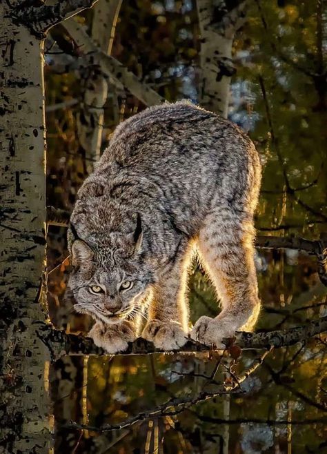 Lynx Therian, Canada Lynx, Eurasian Lynx, Canadian Animals, Tattoo Nature, Animals Tattoo, Cats Kittens, Animal Sketches, Cat Aesthetic