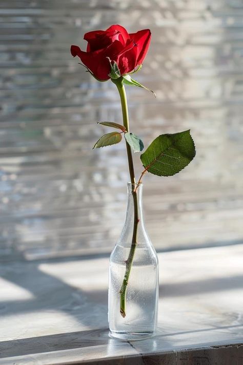 How To Take Care Of A Rose In A Vase: Extending Freshness Rose In A Vase, Homemade Flower Food, Roses In A Vase, Floral Preservation, Industrial Minimalist, Bohemian Coastal, Rose Arrangements, One Rose, Flower Care