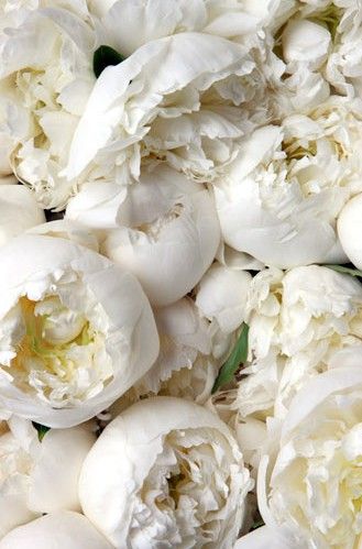 peony ♥ Babies Breath, Bohol, White Peonies, Deco Floral, Event Styling, Beautiful Blooms, Calla Lily, Love Flowers, Pretty Flowers