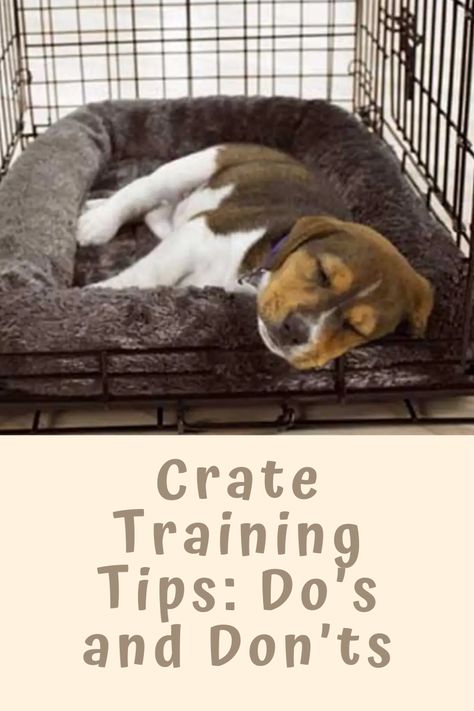 How To Train Your Dog To Sleep In Crate, How To Train A Service Puppy, Best Training Treats For Puppies, Crate Training Whining, How To Crate Train A Dog, Pet Crate Ideas, Crate Training Older Dog, How To Crate Train A Puppy, Puppy Crate Setup