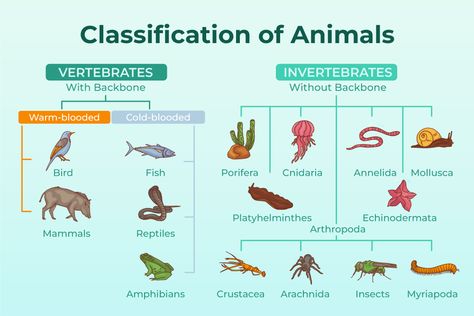 Classification Of Animals - Class 11 Biology Classification Of Animals, Kingdom Classification, Animal Infographic, Vertebrates And Invertebrates, Animal Classification, Cnidaria, Toddler Class, Vet Medicine, Animal Names