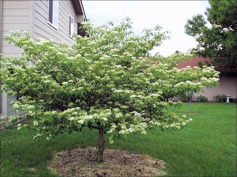 pagoda dogwood tree | Pagoda Dogwood Form- recommended by landscaper  normally grows 10--20't high  and 12x20' wide**planted a bareroot tree East of house in spring 2013 and a potted one in fall 2013** Golden Shadows Pagoda Dogwood, Cornus Alternifolia, Pink Dogwood Tree Landscapes, Venus Dogwood Tree, Ranch Landscaping, Pagoda Dogwood, Kousa Dogwood Tree, Stellar Pink Dogwood Tree, Dogwood Tree