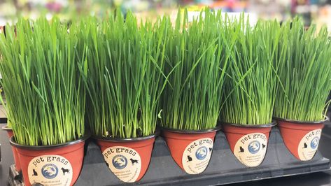 Pet Grass (Wheatgrass) Benefits for Dogs & Cats - Give A Dog A Bone Wheatgrass Benefits, Wheatgrass Juice, Growing Wheat, Pet Grass, Sunflowers And Roses, Fountain Grass, Cat Grass, Wheat Grass, Patio Landscaping