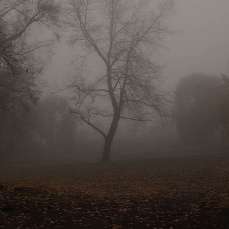 The Mist Aesthetic, Foggy Autumn Forest, Autumn Fog Aesthetic, Foggy Autumn Aesthetic, Dark Foggy Aesthetic, Fog Aesthetic, Foggy Fall, Foggy Autumn, Dark Fall