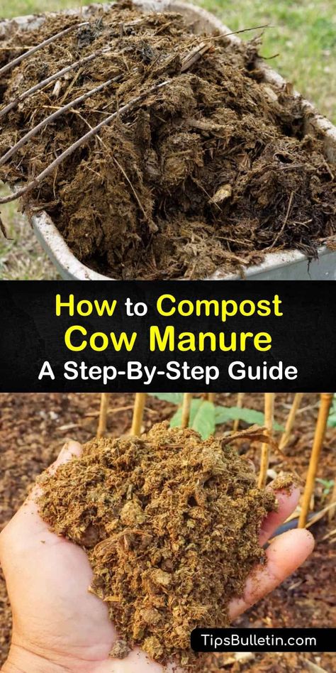 Did you know that fresh cow manure makes great cow dung compost? Discover how to improve soil health with the nutrient-rich organic matter delivered by composted manure. We’ve got fascinating tips and helpful tricks to get you started on your own organic compost journey. #compost #cow #manure Manure Compost Bin, Chicken Manure Compost, Manure Composting, How To Compost, Horse Manure, Compost Tumbler, Chicken Manure, Compost Pile, Diy Compost