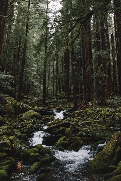 Prince Aesthetic, Dark Forest Aesthetic, Folk Of The Air Series, Folk Of Air, Forest Aesthetic, The Folk Of The Air, Folk Of The Air, The Cruel Prince, Book Aesthetics