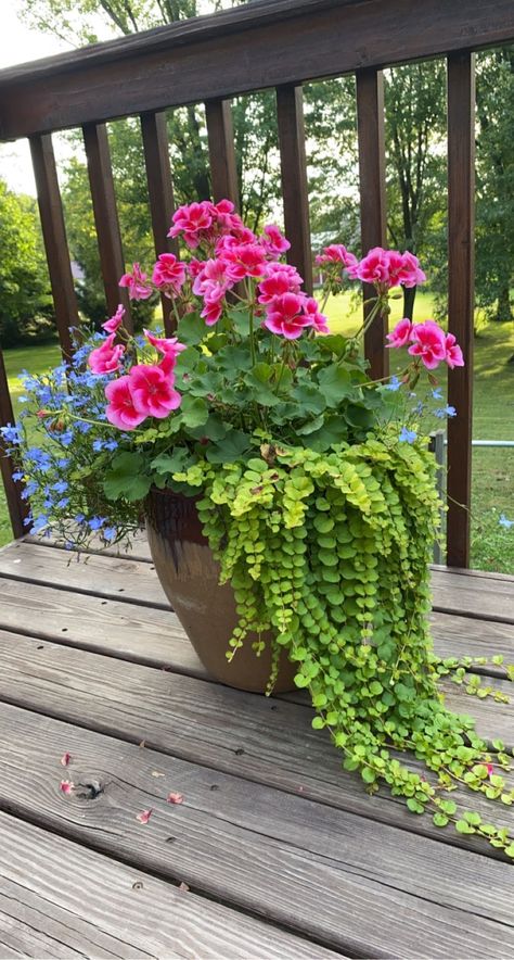 Pots And Plants Outdoors, Flower Pot Inspiration, Outdoor Flower Pot Ideas Front Yards, Outdoor Flowers Ideas, Flower Porch Ideas, Patio Flower Pots Arrangements, Potted Flower Ideas, Planter Arrangements Outdoor, Flower Pot Arrangements Outdoor