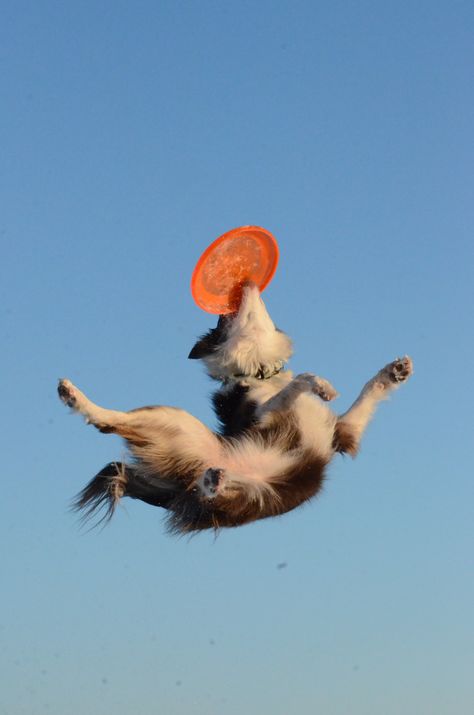 Action Dog Photography, Working Dog Photography, Hyperactive Dog, Dog Frisbee, Dog Jumping, Petit Tattoo, Dog Anatomy, Dog Sports, Reactive Dog