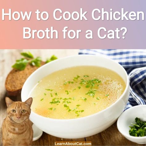 How to Cook Chicken Broth Homemade Cat Food Gravy, Cat Broth Recipe, Bone Broth For Cats, Soup For Cats Recipes For, Homemade Cat Food Toppers, Chicken Cat Food Recipe, Cat Food Gravy Recipe, Fresh Cat Food Recipes, Homemade Cat Gravy Recipes