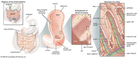 cell - Cell division and growth | biology | Britannica.com Intestines Anatomy, Cell Biology Notes, Human Body Bones, Digestive System Anatomy, Abdominal Aorta, Digestive System Function, Human Digestive System, Body Bones, Cell Model