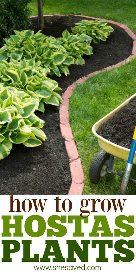 Planting Hostas Around Trees, Planting Hostas, Hostas Plants, Hosta Care, Plants Care, Patio Flowers, Outside Plants, Hosta Gardens, Hosta Plants