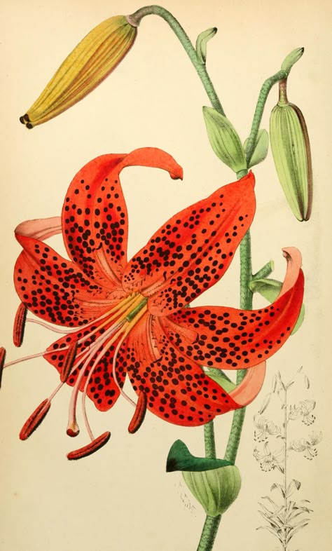 Tiger Lily - Lilium lancifolium - circa 1873 Lilies Drawing, Botanical Floral Prints, Lily Painting, Peony Painting, Vintage Flower Prints, Art Nouveau Floral, Illustration Botanique, Vintage Botanical Prints, Botanical Painting