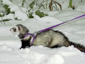 The Best Way To Walk Your Ferret on a Leash | Ferrets as Pets  #ferretstagram #petstagram #animal #sugargliders #ferretsoninstagram #ferreting #garden #r #snake #polecat #happy #catsnake #furets #aussieferret #piton #corujasuindara #coruja #jiboiasbrasil #chinchila #animaisexoticos #cobras #iguana #camale #jiboia #animaisdeestima #amocorujas #chinchilla #aussieferrets #hedgehoglove #camaleao Ferret Colors, Pattern Combinations, Baby Ferrets, A Ferret, Pet Ferret, Shades Of Burgundy, Colors And Patterns, Cat Harness, Sugar Glider