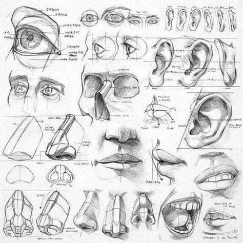 Human Anatomy Drawing, Human Anatomy Art, Anatomy Sketches, Drawing Faces, Anatomy For Artists, Drawing Studies, Human Head, Drawing For Beginners, Anatomy Drawing