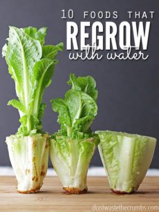 Simple Tips for the Rookie Gardener Lettuce Regrow, Regrow Lettuce, Regrow Celery, Gemüseanbau In Kübeln, Regrow Vegetables, Indoor Vegetables, Indoor Vegetable Gardening, Paneer Tikka, Gardening Trends