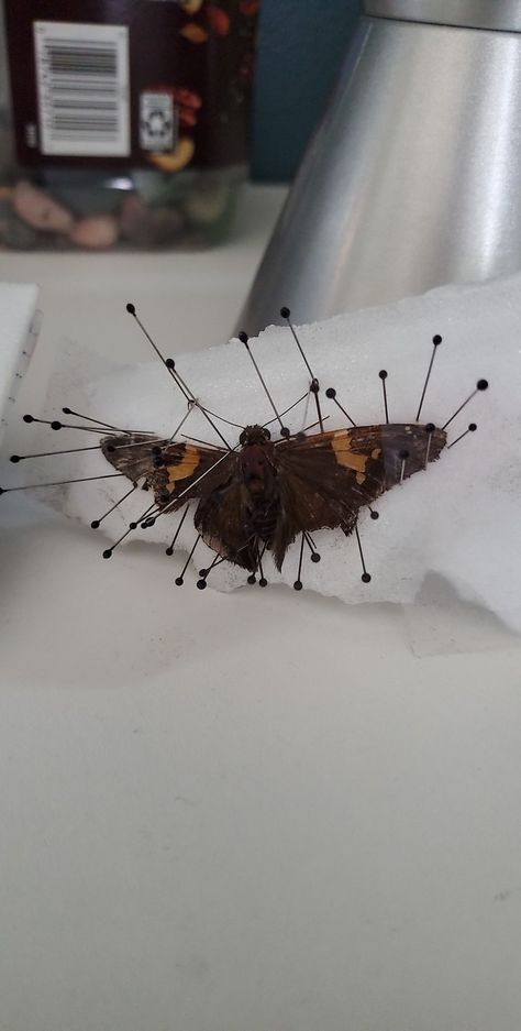 insect pinning pinned bugs. bug pin moth pin Pinned Moth Display, Moth Pinning, Pinning Insects, Pinned Moth, Pinned Bugs, Entomology Aesthetic, Pinned Butterfly, Bug Pinning, Insect Pinning