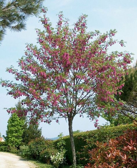 Robinia pseudoacacia 'Casque Rouge' - Northern Irelands Specialist Tree Nursery Robinia Pseudoacacia, Tree Nursery, Crab Apple, Front Garden, Wisteria, Garden Seeds, Arbor, Bright Green, Habitat