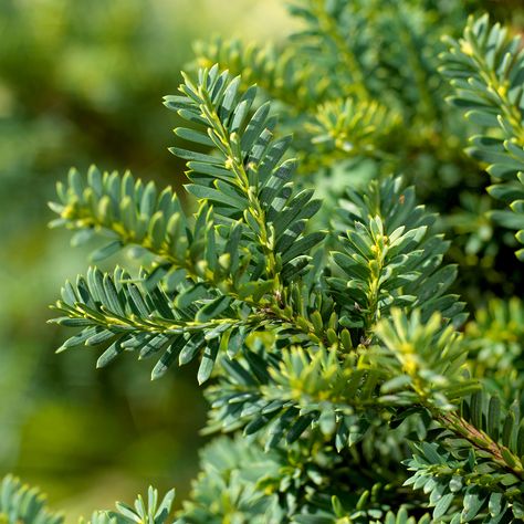 Yew Taunton Yew, Yew Shrub, Norwegian Garden, Georgia Landscape, Wet Garden, Foundation Plants, Drought Tolerant Shrubs, Garden Front Of House, Fast Growing Shrubs