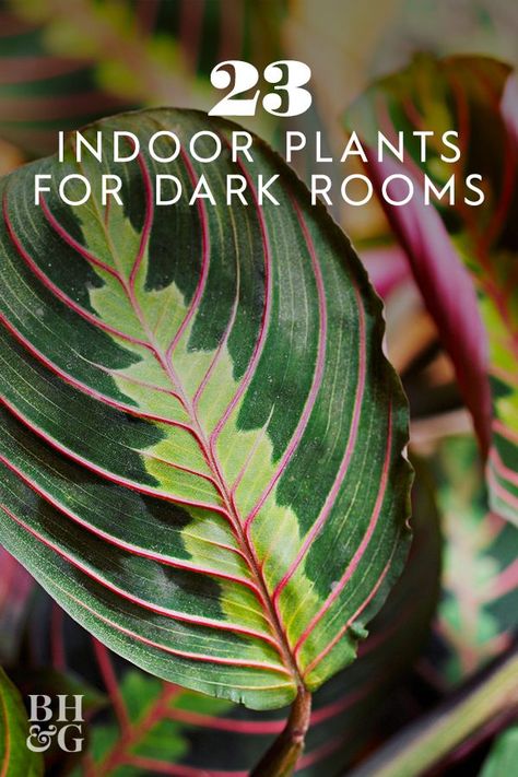 Plants For Dark Rooms, Suburban Garden, Big Indoor Plants, Gardening Seeds, Plant Jungle, Easy Indoor Plants, Low Light House Plants, Light Flowers, Dark Rooms