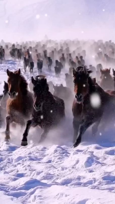 Horses In Snow, Wild Horses Running, Beautiful Horse Pictures, Wild Animals Pictures, Horse Videos, Most Beautiful Horses, Most Beautiful Animals, Friesian Horse, Majestic Horse