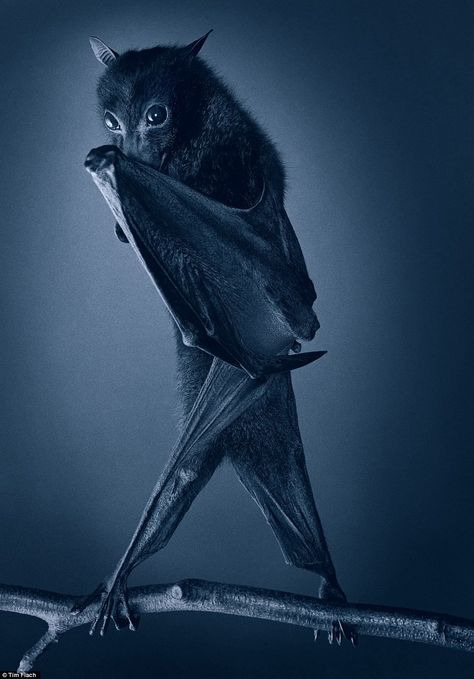 A bat looks almost shy as it covers its face from the camera | These stunning pictures were created by UK-based photographer Tim Flach, who has made a name taking intimate photos of animals | photography, animals, art #animalphotography Indrid Cold, Bat Photos, Fox Bat, Pet Portraits Photography, Fruit Bat, Cute Bat, Wild Creatures, A Court Of Mist And Fury, Animal Species