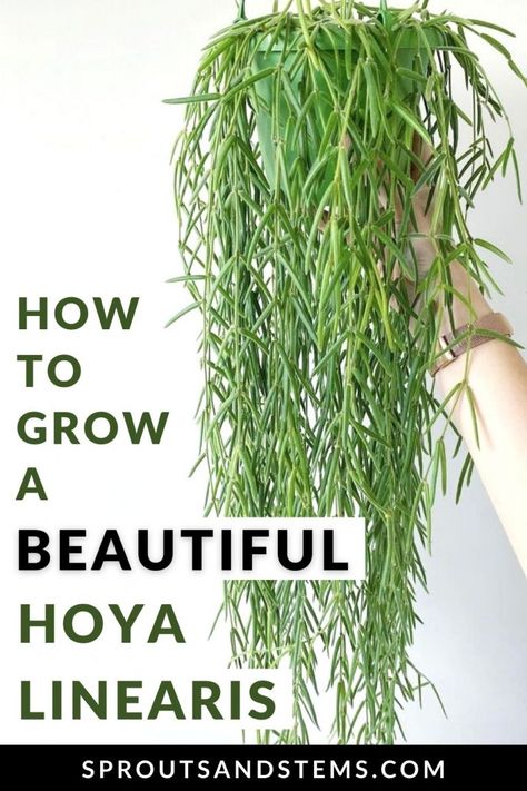 Care & Propagation Tips You NEED for the Unique Hoya Linearis Hoya Display Ideas, Linearis Hoya, Hoya Propagation, Hoya Bilobata, Hoya Care, Hoya Collection, Hoya Varieties, Hoya Linearis, Propagation Tips