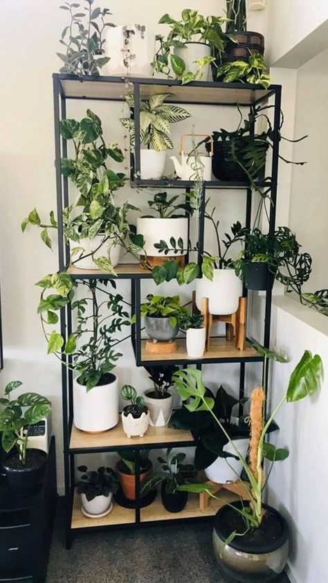 Black Plant Shelves, Live Edge Plant Shelf, Indoor Plants Ideas Decor, Plant Organization, Hanging Plant Indoor, Interior Plant Design, Indoor Plant Ideas, Indoor Plant Shelves, Zimmer Diy