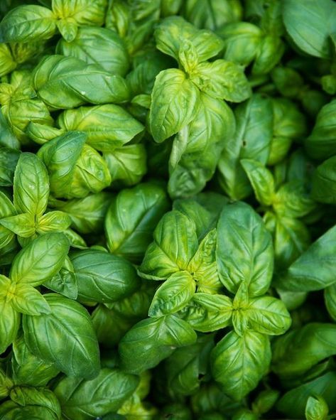 Basil Aesthetic, Respiratory Disorders, Hydroelectric Generator, Cranberry Candles, Ocimum Basilicum, Lotus Tea, Whats In Season, Medicinal Herb, Lavender Aromatherapy