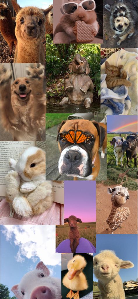 A super cute collage animal wallpaper. Cute Animal Collage Wallpaper, Cute Small Animals, Real Pictures, Aesthetic Collage, Picture Collage, Animal Wallpaper, Small Pets, Baby Animals, Cute Wallpapers