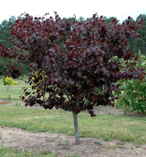 Merlot Redbud - A maroon leafed variety with reddish-pink blooms that appear on bare branches in the spring. An excellent small yard tree that offers good drought and heat tolerance and a semi-upright habit. Has zone 6 hardiness. Redbud Trees, Leaves Meaning, Privacy Trees, Redbud Tree, Fast Growing Trees, Effortless Beauty, Shade Trees, How To Attract Hummingbirds, Evergreen Trees