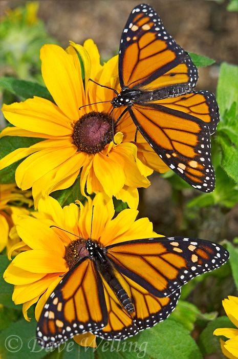 Photo Papillon, Nature Butterfly, Two Butterflies, Beautiful Sunflowers, Flying Flowers, Monarch Butterflies, Butterfly Photos, Sharpie Art, Butterfly Pictures