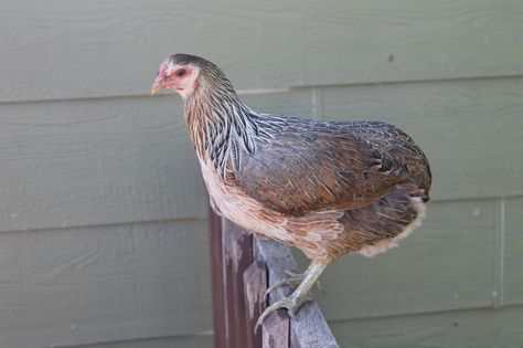 Araucana Araucana Chickens, Live Chicken, Chicken Life, Guinea Fowl, Crazy Chicken Lady, Hen Chicken, Chicken Lady, Poultry Farm, Chickens And Roosters