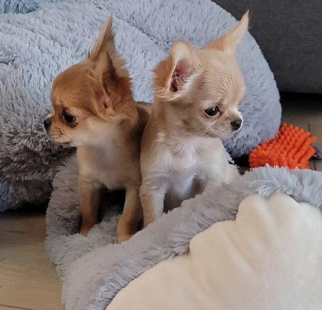 Apple Head Chihuahua Puppies - @WorldClassChihuahuas Apple Head Chihuahua, Teacup Chihuahua Puppies, Apple Head, Teacup Chihuahua, Shih Tzu Puppy, Teacup Puppies, Tiny Things, Chihuahua Puppies, Shih Tzu