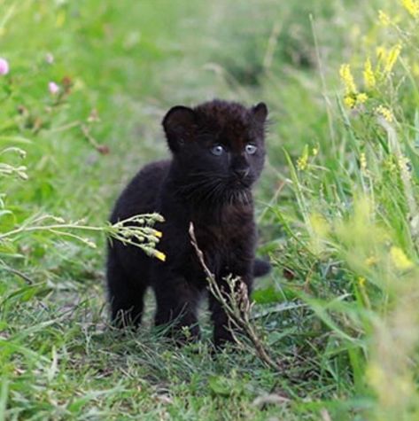 Luna, baby black panther. Photographer unknown. Baby Black Panther, His Will Be Done, Marry Someone Who, Baby Panther, Baby Jaguar, Black Panther Cat, Panther Cat, Jaguar Leopard, The Memes