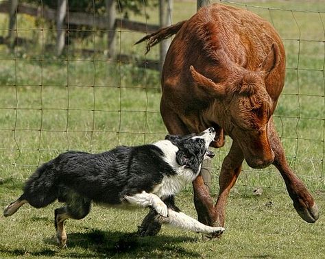 Border collie working cattle like a pro! Dog Herding, Border Collie Herding, Herding Cattle, Smart Working, Aussie Shepherd, Dog Sports, Aussie Dogs, Australian Cattle Dogs, Working Dog