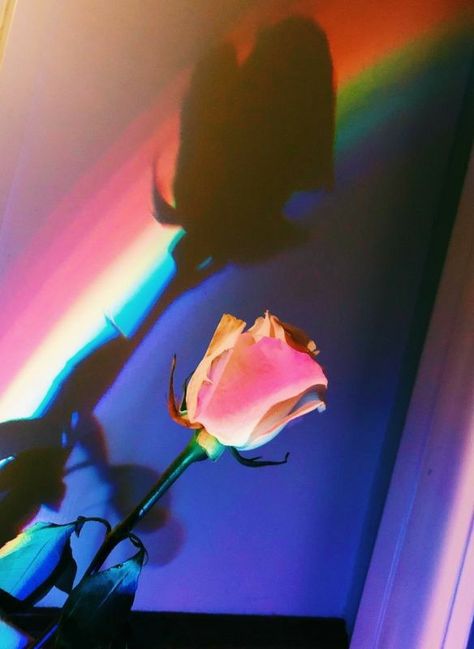 Rainbow Wallpaper Iphone, Rainbow Photography, Aesthetic Roses, Gay Aesthetic, Rainbow Aesthetic, Rainbow Wallpaper, Better Than Yours, Aesthetic Pastel Wallpaper, Tumblr Wallpaper