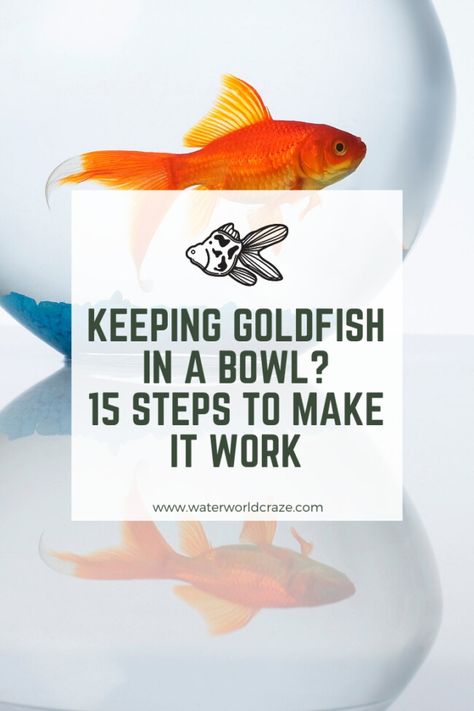 Small Goldfish Tank, Goldfish Tank Ideas Diy, Small Goldfish Tank Ideas, Goldfish Tank Setup, Goldfish Aquarium Ideas, Gold Fish Tank Ideas, Fish Bowls, Pet Fish Bowl, Goldfish Bowl Ideas