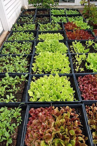 Gardening Workshop, Vegetable Planting, Planting Tips, Growing Lettuce, Garden Veggies, Diy Greenhouse, Side Business, Food Garden, Veggie Garden