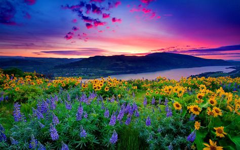 Nature Landscape Yellow Flowers And Blue Mountain Lake Hills Red Cloud Sunset Hd Desktop Wallpaper 3840×2400 #4K #wallpaper #hdwallpaper #desktop Beautiful Scenery Wallpaper, Peaceful Backgrounds, Landscape Wallpapers, Scene Wallpaper, Best Nature Wallpapers, Scenic Wallpaper, Paradise Garden, Scenery Background, Beauty Wallpaper